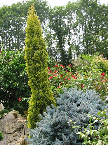 Cupressus (Cyprès)
