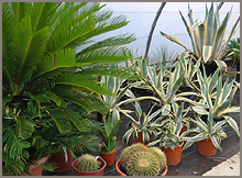 Cactées et assimilés