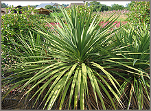 Cordyline ou Dracæna australis