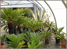Cycas revoluta