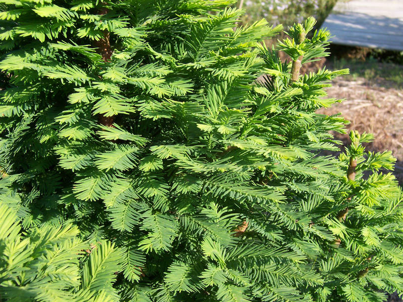 Taxodium Distichum (Cyprès Chauve)