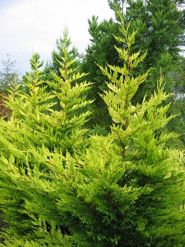 Cupressocyparis (Cyprès)