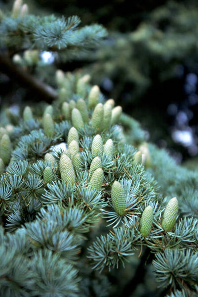 Cedrus (Cèdre)