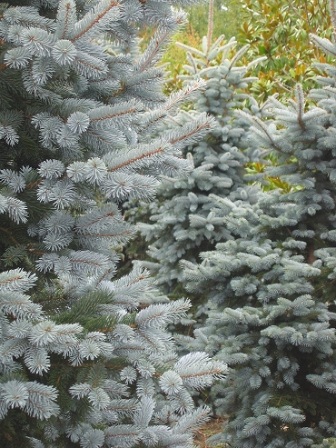 Picea (Epicea)