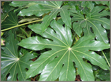 Fatsia japonica