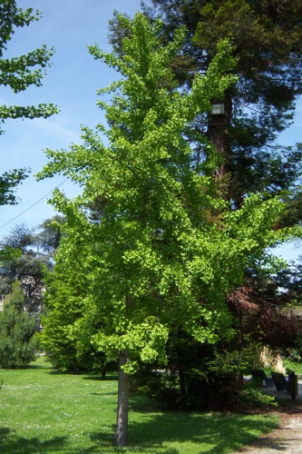 Ginko Biloba