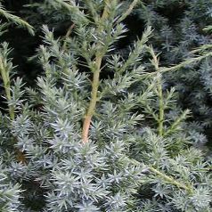Juniperus (Genévrier)