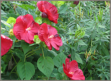 Hibiscus moscheutos