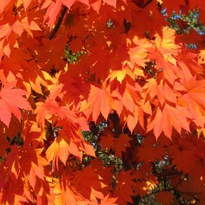 japonicum-vitifolium