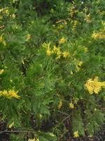Calocedrus Variegata (Libocèdre Panaché)