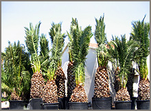 Phœnix canariensis