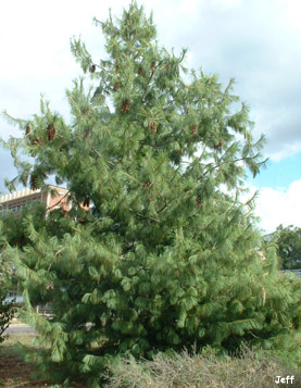 Pinus (Pin)