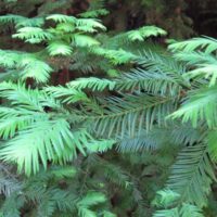 SEQUOIA SEMPERVIRENS