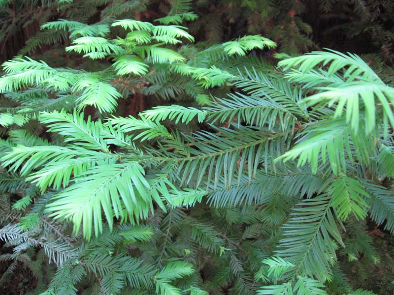 Sequoia Sempervirens