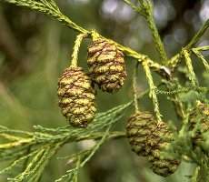 Sequoiadendron Giganteum