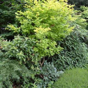 SAMSUNG DIGITAL CAMERA