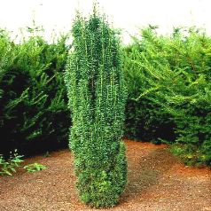 Taxus Baccata Fastigiata / Aurea