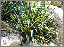 Yucca