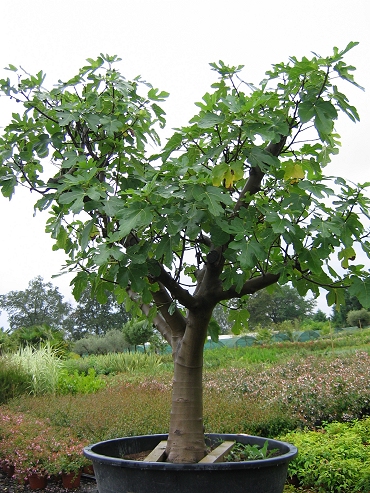 Arbres fruitiers