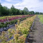 Parcelles de culture