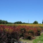 Parcelles de culture