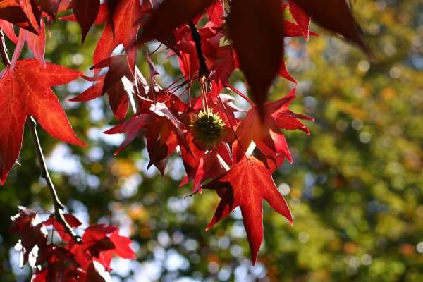 Liquidambar