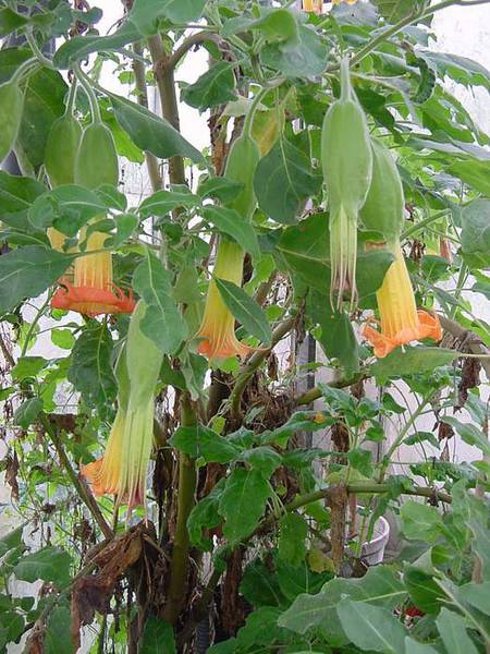 Datura Brugmansia