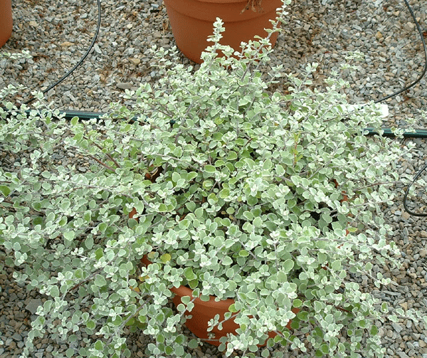 Helicrysum