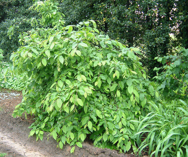 Carpinus