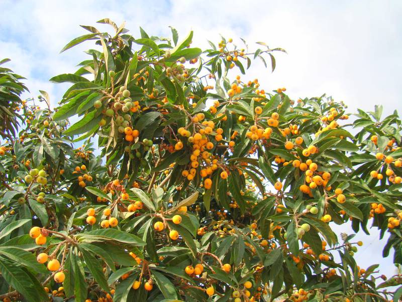 Eryobotria Japonica (Néflier du Japon)