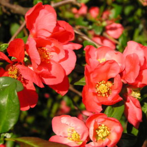 Chaenomeles Japonica