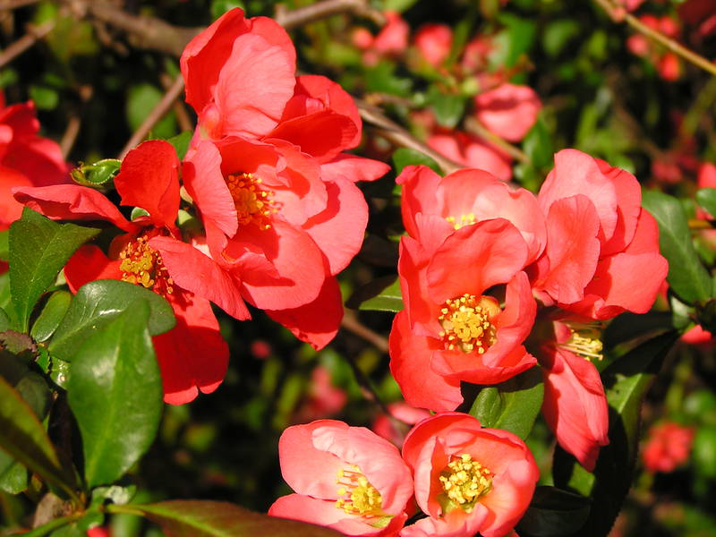 Chaenomeles Japonica