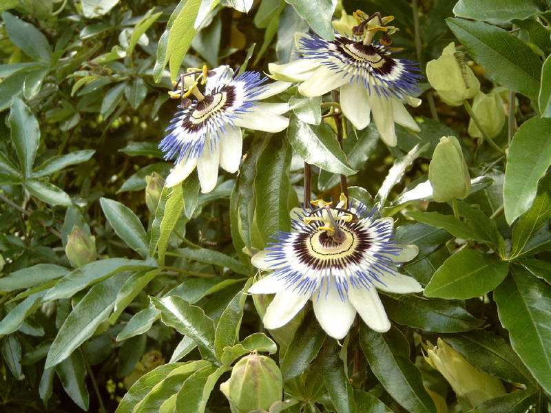 Passiflora