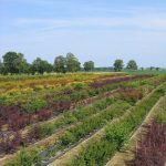 Parcelles de culture