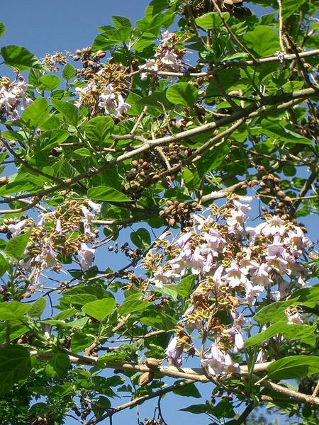 Paulownia