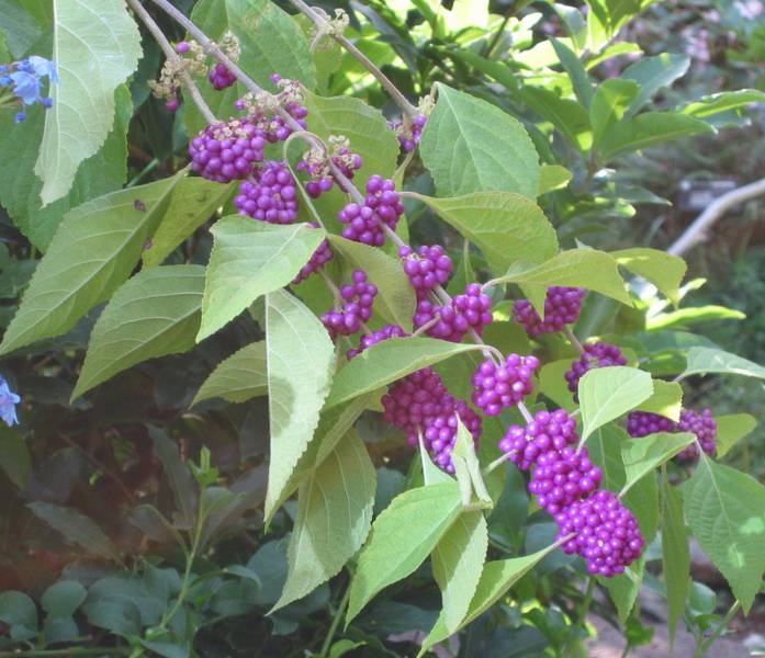 Callicarpa