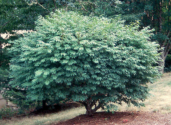 Euonymus