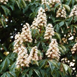 Aesculus (Marronnier)
