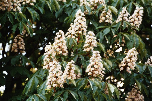 Aesculus (Marronnier)