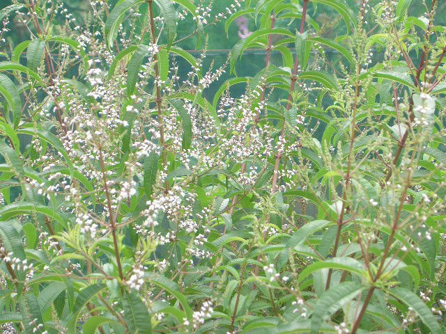 Aloysia Triphylla (Lippia citriodora)