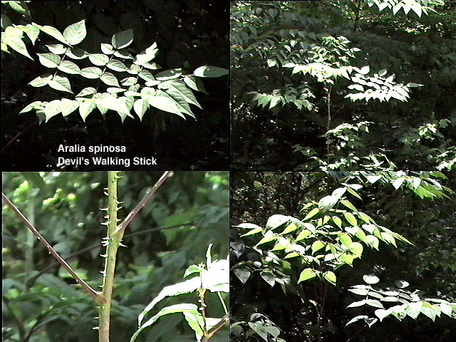 Aralia Spinosa