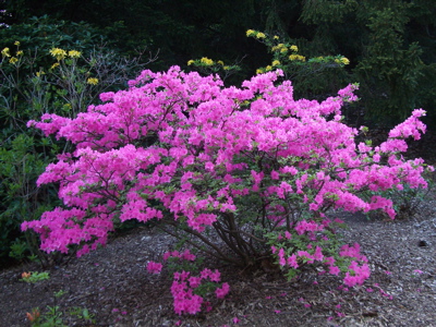 Azalea