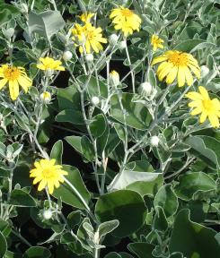 Senecio Greyi