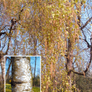 Betula