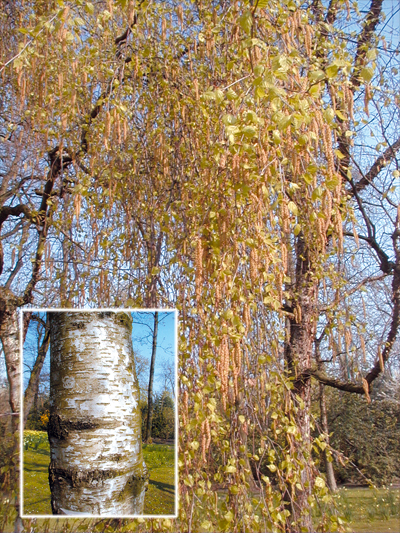 Betula