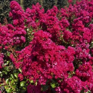 Braise Fleurs