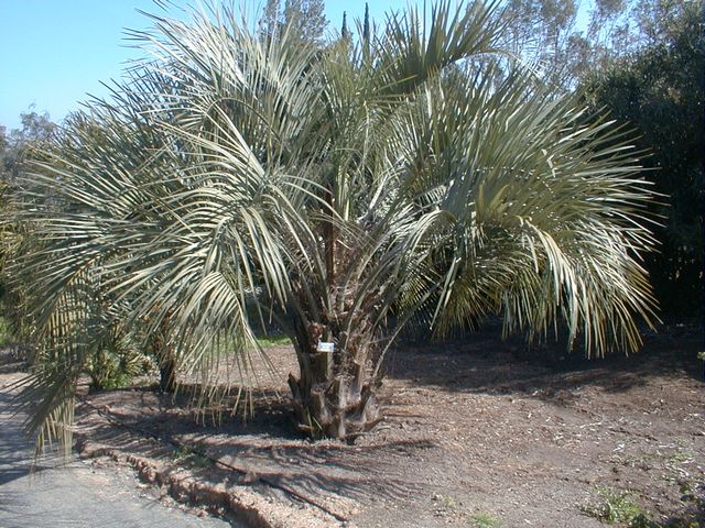 Butia Capitata
