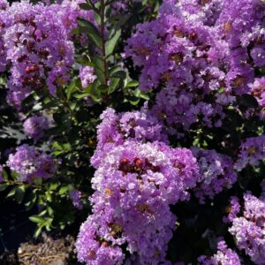 Camaieu Fleurs