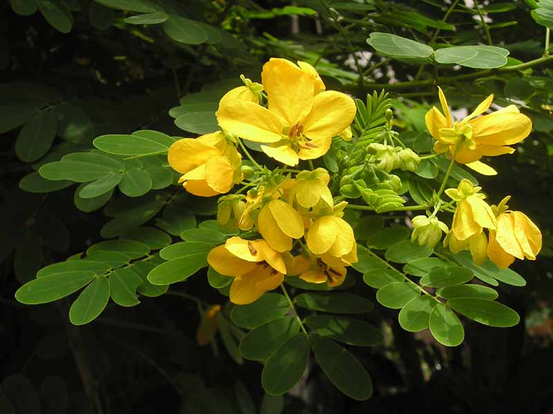 Cassia