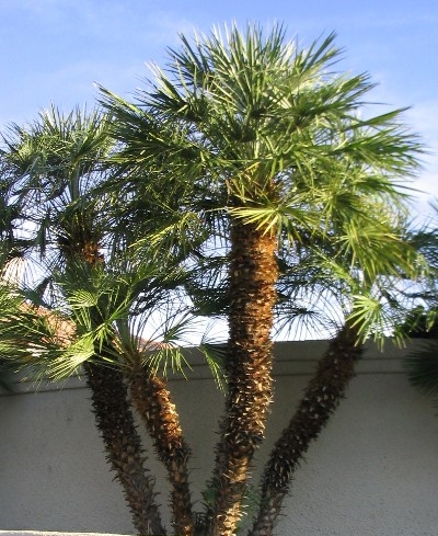 Chamaerops